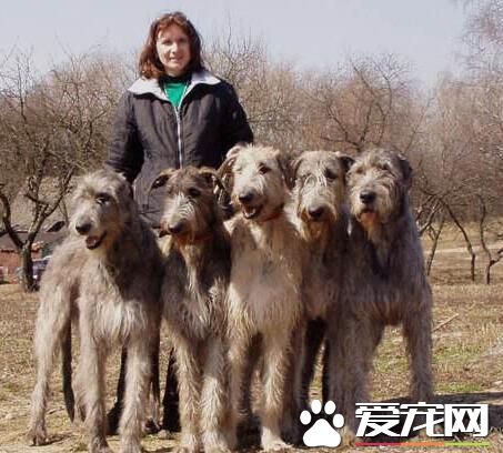 愛爾蘭獵狼犬聰明嗎 相對來講比較聰明的狗