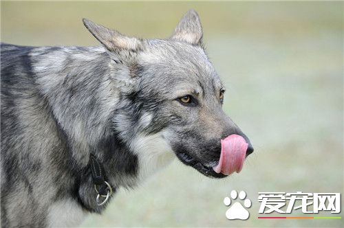 愛爾蘭獵狼犬聰明嗎 相對來講比較聰明的狗