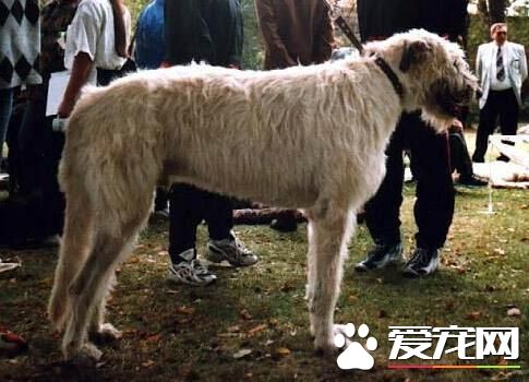 愛爾蘭獵狼犬聰明嗎 相對來講比較聰明的狗