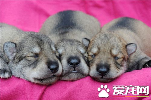 愛爾蘭獵狼犬吃什麼 其實養犬還是喂狗糧好