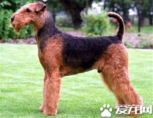 萬能梗犬是約克夏嗎 萬能梗犬不是約克夏梗