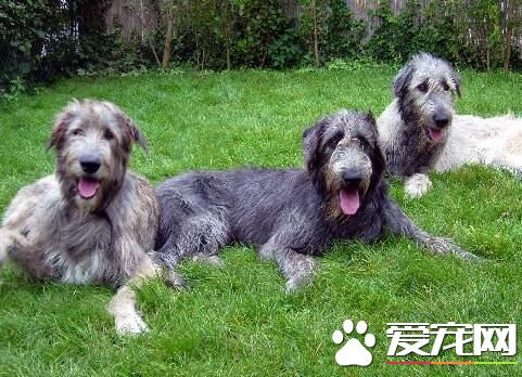 愛爾蘭獵狼犬吃什麼 其實養犬還是喂狗糧好