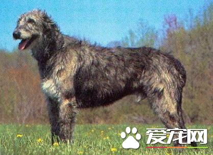 愛爾蘭獵狼犬吃什麼 其實養犬還是喂狗糧好