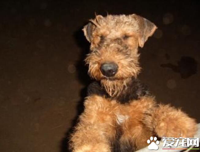 萬能梗犬如何替毛 注意修剪長毛犬趾間的毛