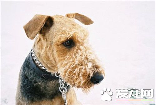 萬能梗犬好養嗎 萬能梗還是比較好養的狗狗