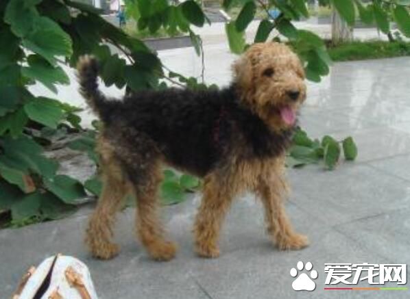 萬能梗犬如何替毛 注意修剪長毛犬趾間的毛