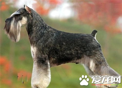 萬能梗犬多大開始拔毛 萬能梗的毛發護理