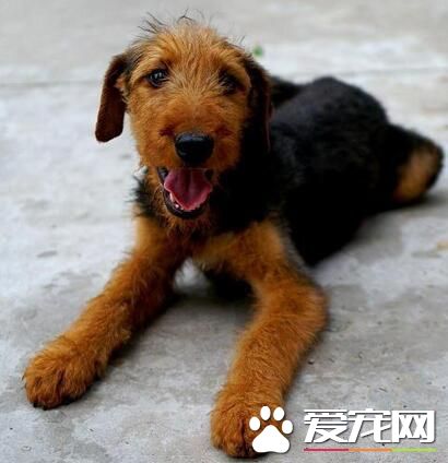 萬能梗犬好養嗎 萬能梗還是比較好養的狗狗
