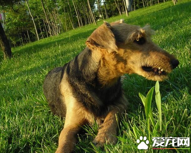 萬能梗犬多大開始拔毛 萬能梗的毛發護理