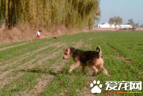 萬能梗犬多大開始拔毛 萬能梗的毛發護理