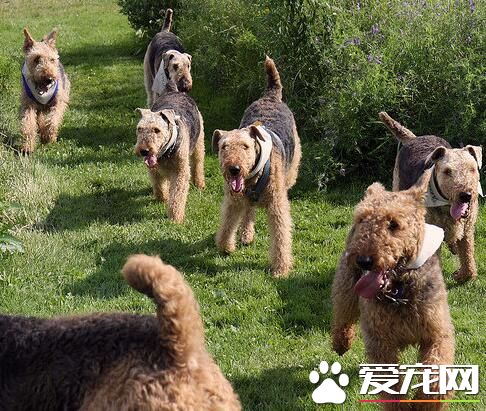 萬能梗怕冷嗎 冬天是狗狗最難熬的季節