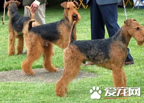 萬能梗犬的生活習性 該犬外表成熟而內心頑皮