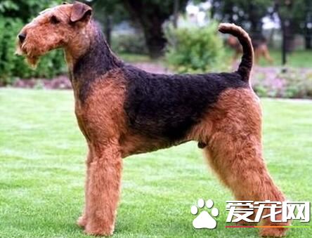 萬能梗犬的生活習性 該犬外表成熟而內心頑皮