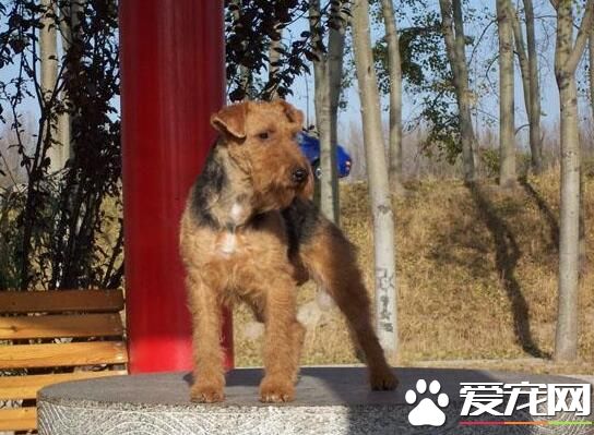 萬能梗的嗅覺 千萬不要給萬能梗吃腐敗的食品