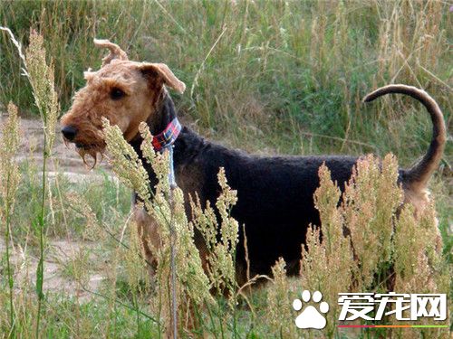 萬能梗能打過金毛嗎 從體態上看差不多