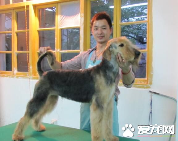 萬能梗能打過金毛嗎 從體態上看差不多