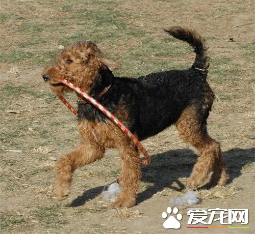 萬能梗成犬身高 從底部到肩部高達57厘米