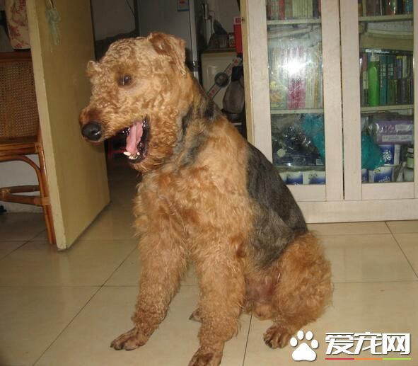 萬能梗成犬身高 從底部到肩部高達57厘米