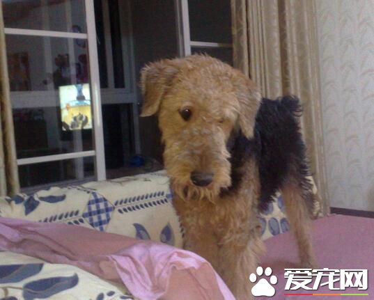 萬能梗成犬身高 從底部到肩部高達57厘米