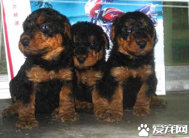 萬能梗和剛毛獵狐梗的區別 是理想的家庭守衛犬