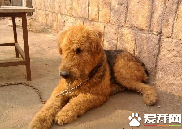 萬能梗掉毛嗎 萬能梗狗狗掉毛有許多原因