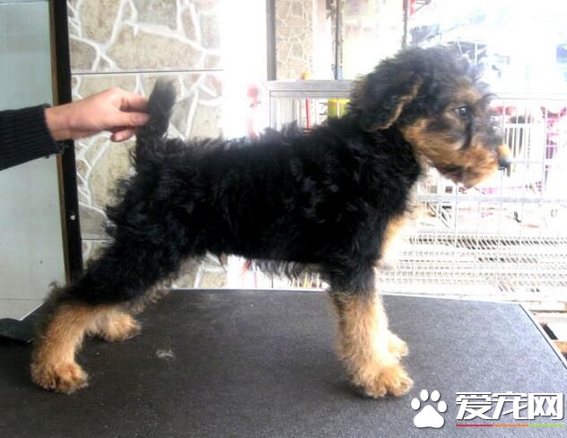 萬能梗的忠誠度 萬能梗忠誠友善是理想家庭犬