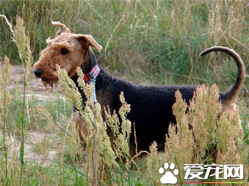 萬能梗打獵怎麼樣 強壯且具有活用來獵水獺