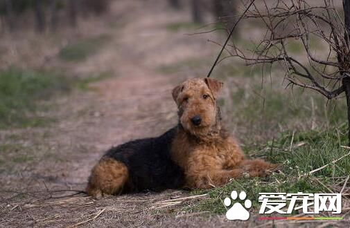 萬能梗打獵怎麼樣 強壯且具有活用來獵水獺