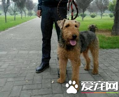 萬能梗打獵怎麼樣 強壯且具有活用來獵水獺