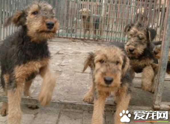 萬能梗打獵厲害嗎 萬能梗打獵的歷史