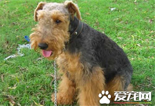 萬能梗打架厲害嗎 萬能梗不屬於愛打架的狗狗