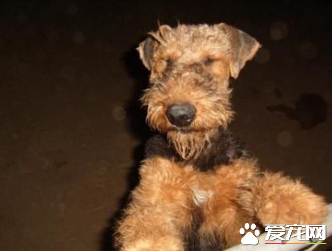 萬能梗打獵厲害嗎 萬能梗打獵的歷史