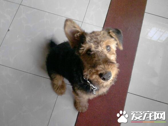 萬能梗打架厲害嗎 萬能梗不屬於愛打架的狗狗