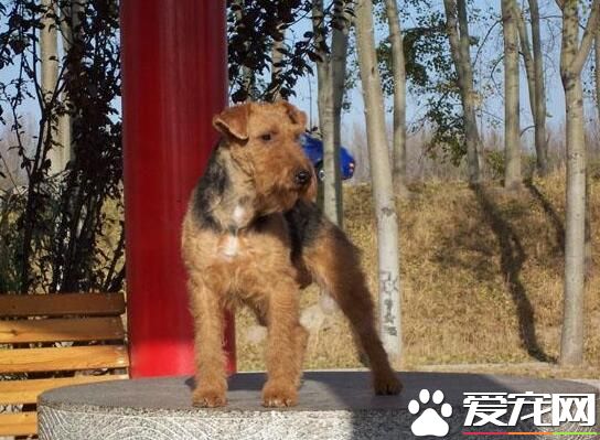 萬能梗吃什麼 3個月以內的幼犬可以喂食稀飯