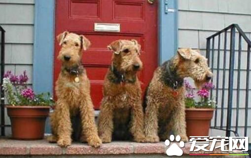 萬能梗成犬體長 母的萬能梗體長在56到59厘米