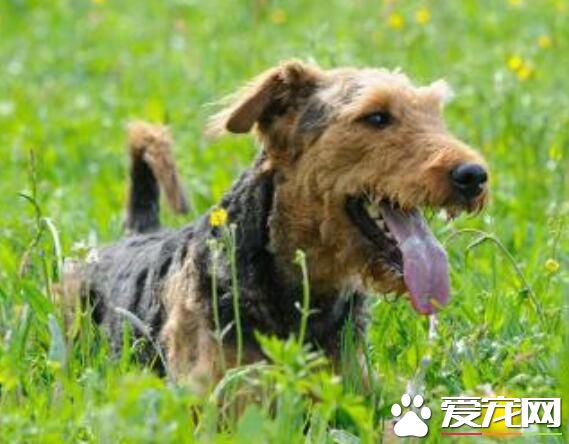 萬能梗成犬多大 公的萬能梗在58到61厘米