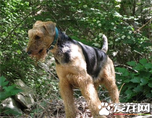 萬能梗成犬多大 公的萬能梗在58到61厘米