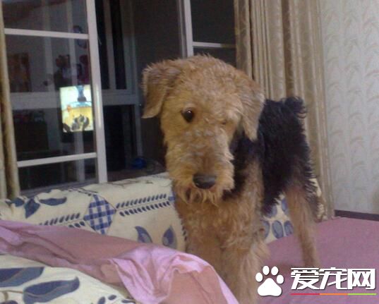 萬能梗成犬多大 公的萬能梗在58到61厘米
