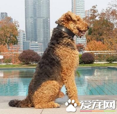 為什麼叫萬能梗 萬能梗是梗類特大型梗