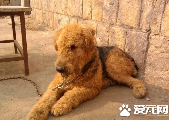 為什麼叫萬能梗 萬能梗是梗類特大型梗