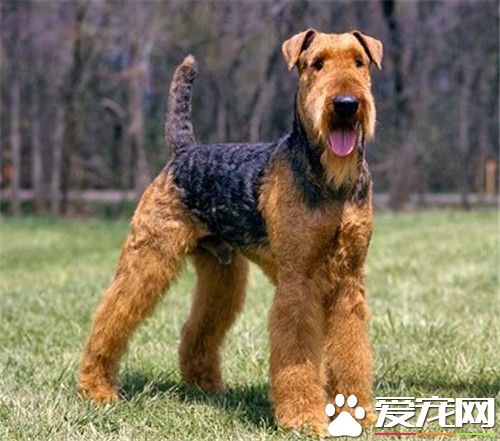 為什麼叫萬能梗 萬能梗是梗類特大型梗