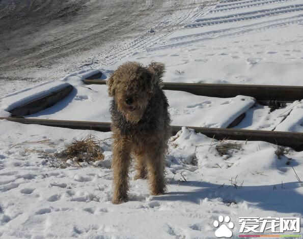 萬能梗智商排名 是一種較為聰明的狗狗