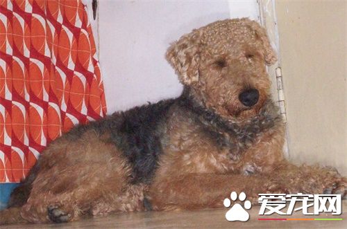 萬能梗怎麼識別 外形上識別萬能梗的方法