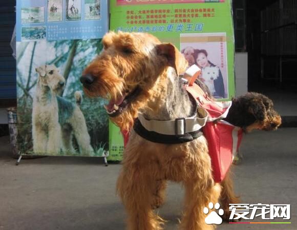 萬能梗怎麼識別 外形上識別萬能梗的方法