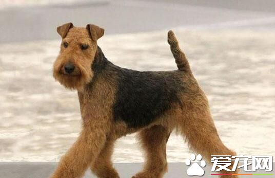 萬能梗怎麼剪毛 萬能梗剪毛需要注意事項