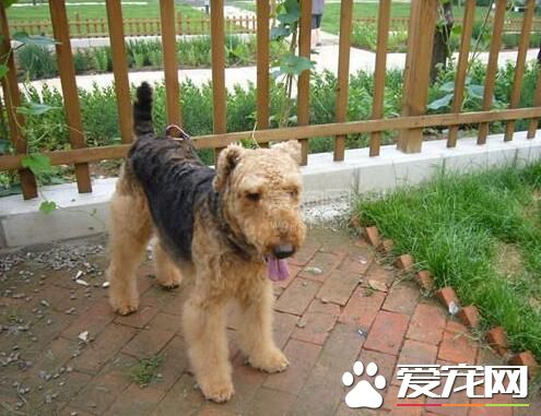萬能梗怎麼剪毛 萬能梗剪毛需要注意事項