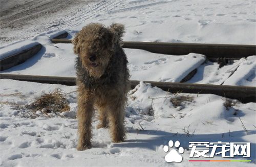 萬能梗要做尾巴麼 萬能梗做尾巴的步驟