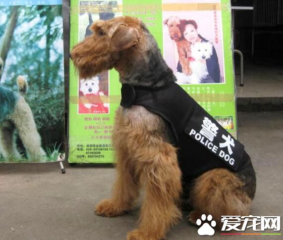 萬能梗要做尾巴麼 萬能梗做尾巴的步驟