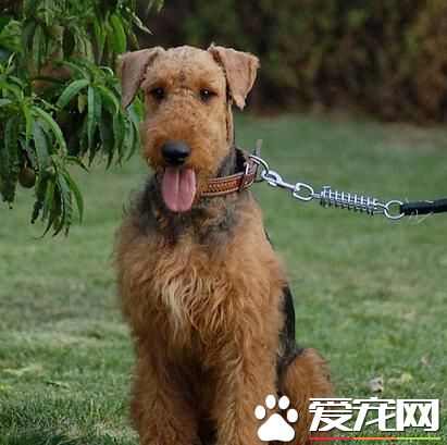 萬能梗為什麼叫萬能梗 萬能梗是專業救援犬