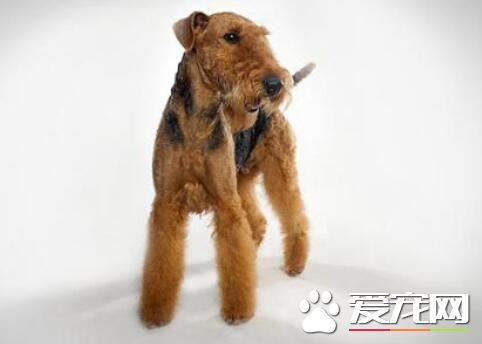 萬能梗為什麼叫萬能梗 萬能梗是專業救援犬